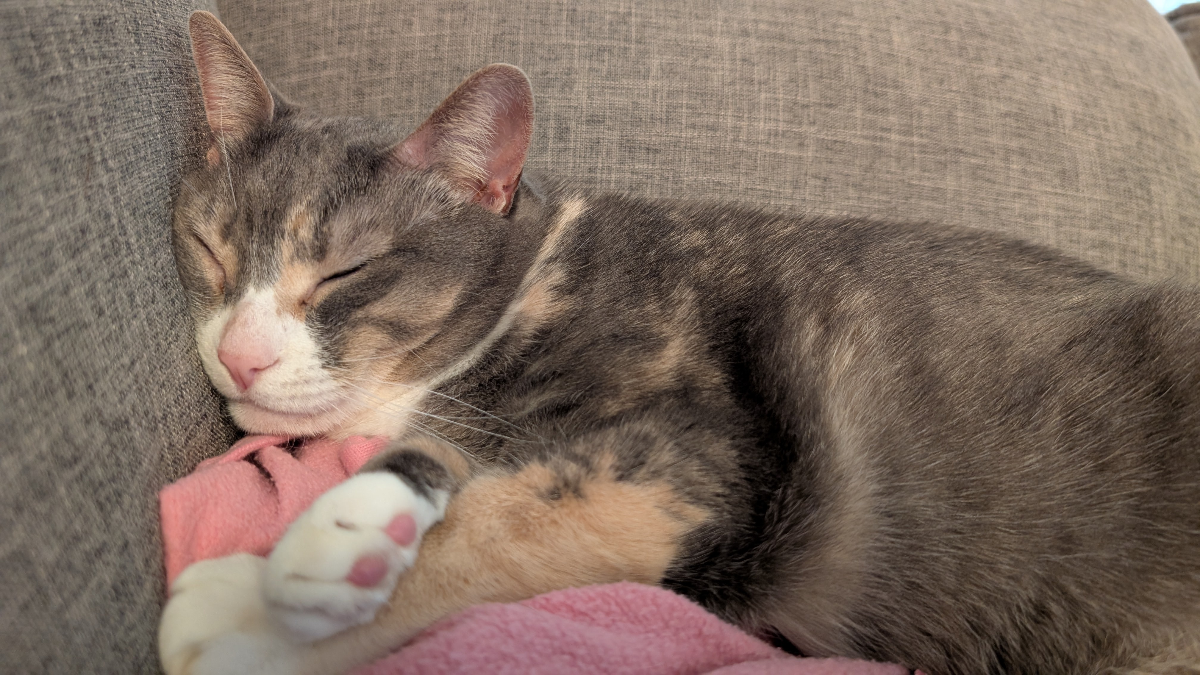 kitty.holdings